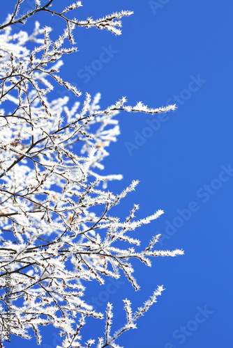 Photos Filigrane, mit weißem Raureif überzogene Zweige heben sich kontrastreich gegen einen wolkenlosen, tiefblauen Himmel ab