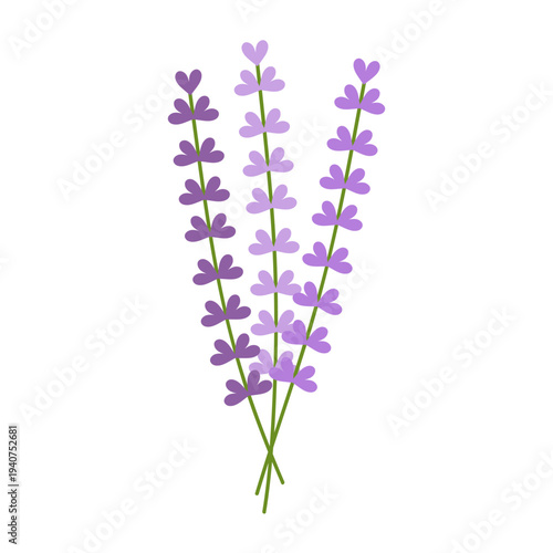 Lavender bouquet with purple flowers, for spring summer designs, greeting cards, wedding invitations, aromatherapy-related content. Soft, calming botanical illustration, for relaxation themes. Vector