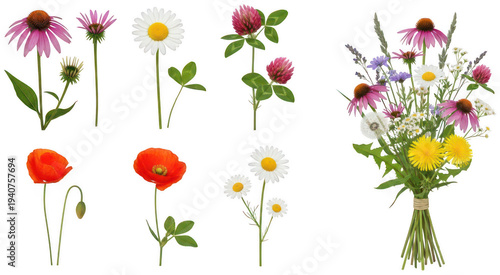 meadow wildflowers png field flowers png natural wildflower plants png floral meadow png transparent background image