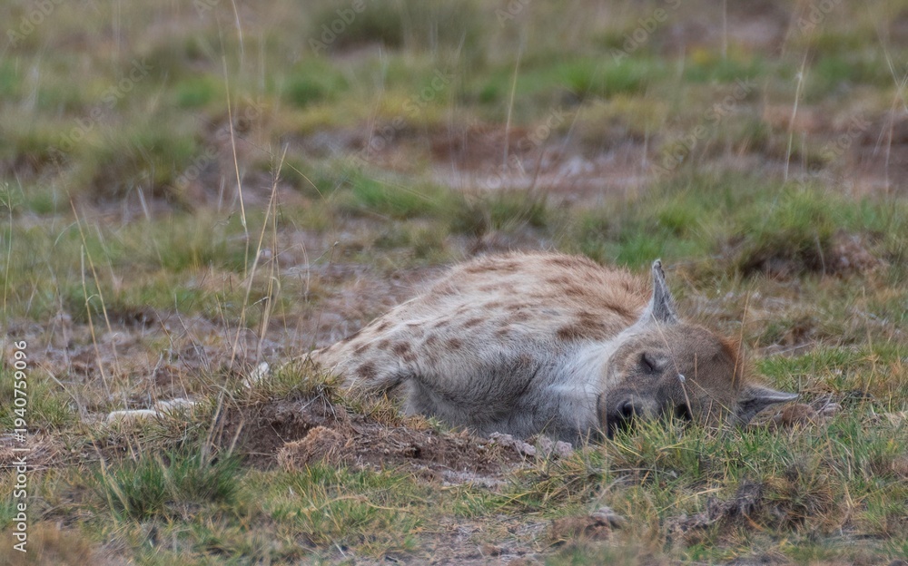 Obraz premium exhausted Hyena resting in the grass of the Savannah at the Amboseli National Park in Kenya