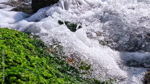 Fresh spring water flows over shell limestone stones colonized by green algae Ulva, Black Sea