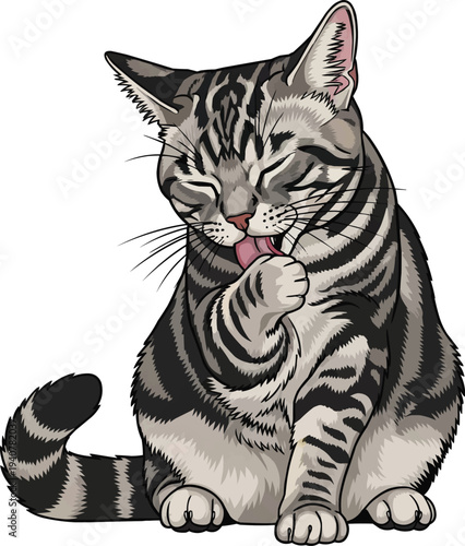 American Shorthair cat sitting licking paw grooming illustration