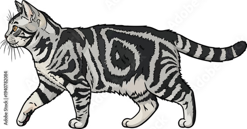 American Shorthair cat walking relaxed movement side view