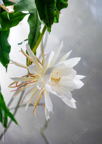 Close-up of a single Queen of the Night (Epiphyllum oxypetalum) flower in full bloom. Its silky white petals and golden stamens unfold gracefully against a soft, blurred background