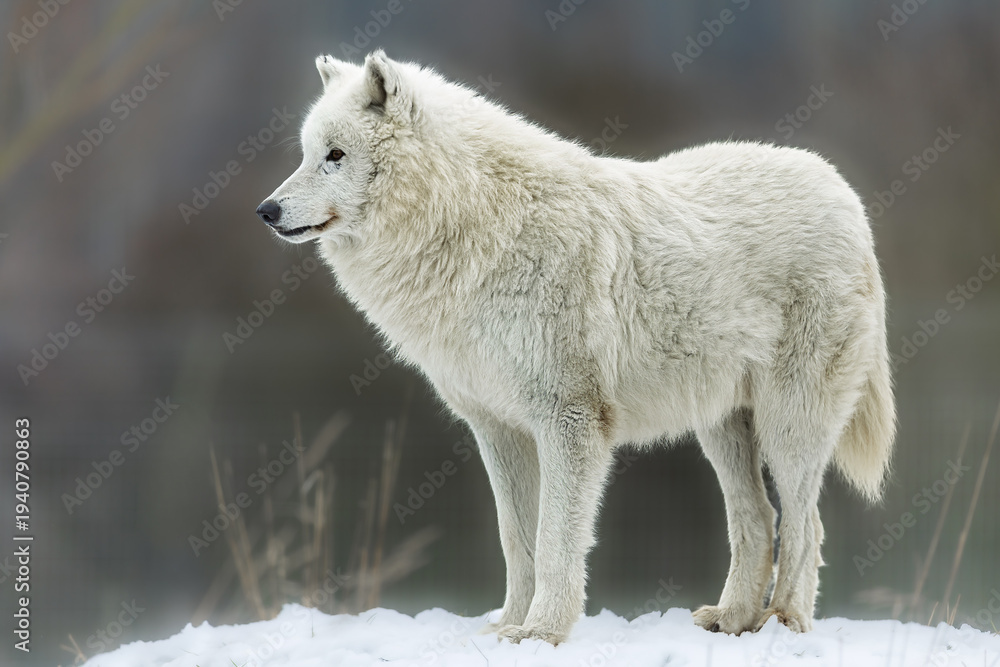 Obraz premium White Wolf Canis lupus standing on snowy rise in soft winter profile