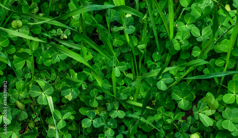 Obraz premium Fresh green background made of small real plants and natural foliage. Lush botanical texture with vibrant green leaves creating an organic pattern. Perfect for eco themes, nature design, sustainabilit