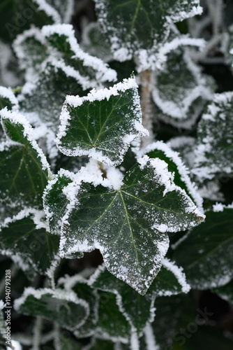 Frost on green ivy leaves. Frosty winter morning or day.