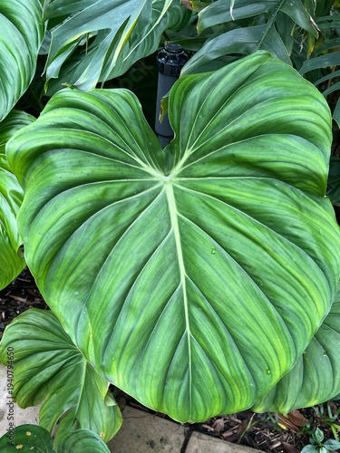 Large tropical green leaf texture background