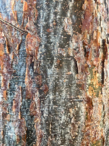 Tree bark texture natural abstract background
