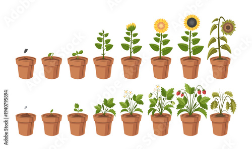 Sunflower and strawberry plant in pots growth cycle from seeds to blooming and wilting set