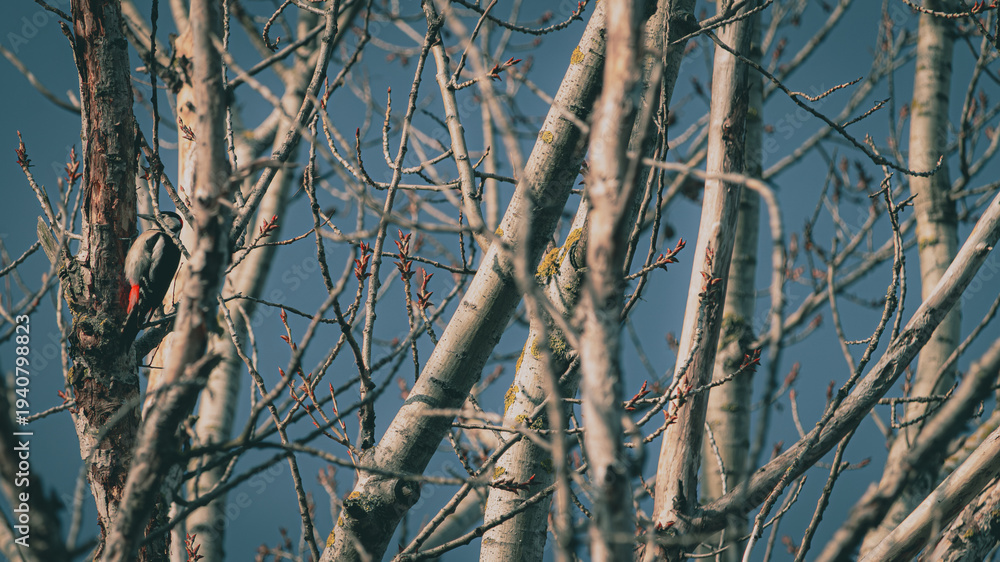 Obraz premium A little woodpecker chilling in the trees 