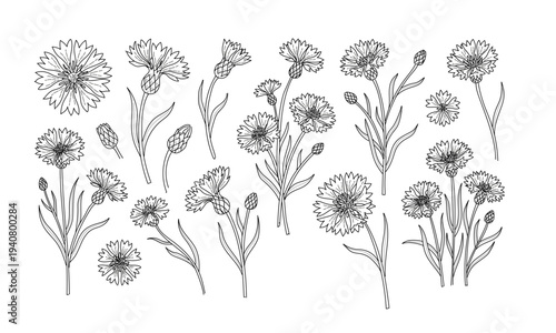 Set of cornflowers flowers. Vector linear illustration in black ink on white background.
