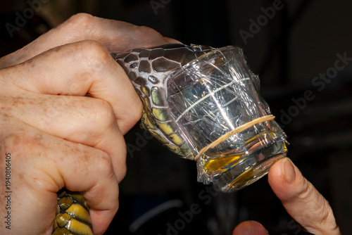 Obraz na plátně Snake handler milking Australian Tiger Snake for venom