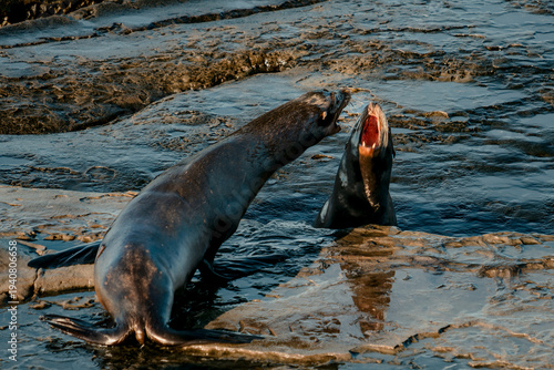 Obraz na płótnie Seals Clash By Rocky Shoreline