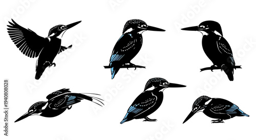 Kingfisher Bird Collection: Flying, Perching, Diving Poses