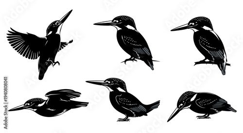 Kingfisher Bird Silhouettes: Set of Six Diverse Poses, Black and White Vector Illustrations