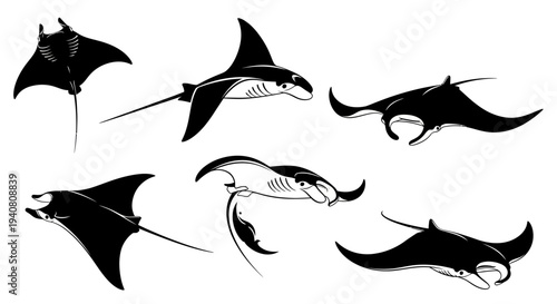 Manta Ray Silhouettes Collection: Diverse Poses of Majestic Ocean Giants