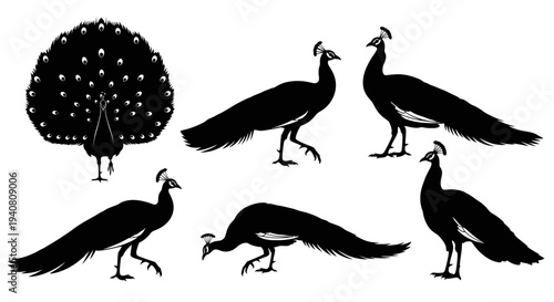 Peacock Silhouette Collection: Elegant Birds in Various Poses, Displaying Grace and Beauty