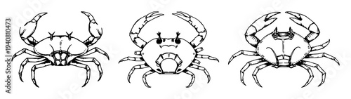 Horseshoe crab set with hand-drawn antique woodcut style illustration featuring marine biology, scientific illustration, white background with realism and anatomy