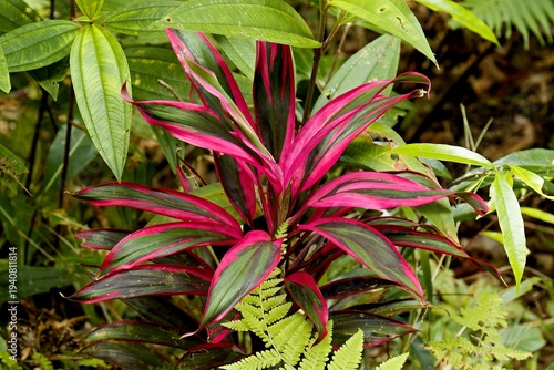 Palm Lily (Cordyline fruticosa) at Salakot Falls on Palawan Island. Philippines. Asia.