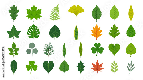 Collection of various leaves and plants in different shapes and colors, flat vector illustration, educational content