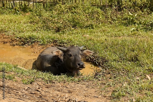 Philippines Water Buffalo (Bubalus bubalis) in Ransang River Valley on Palawan Island. Philippines. Asia.