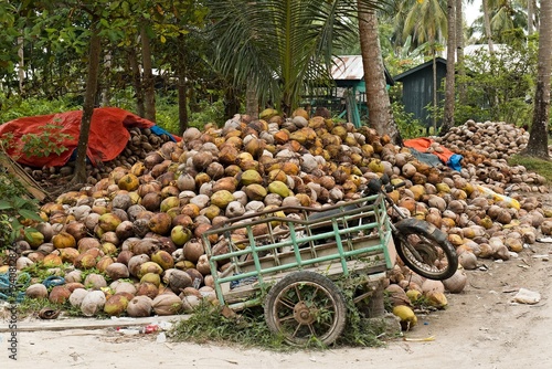 Coconuts on Bancalan Island in Bancalaan village, Balabac islands. Philippines. Asia.