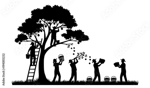 Fruit harvest silhouette vector scene with people ladder and baskets teamwork isolated on white background
