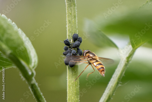 Tableau sur toile Hoverfly feeding on aphids on green plant stem – macro wildlife photography