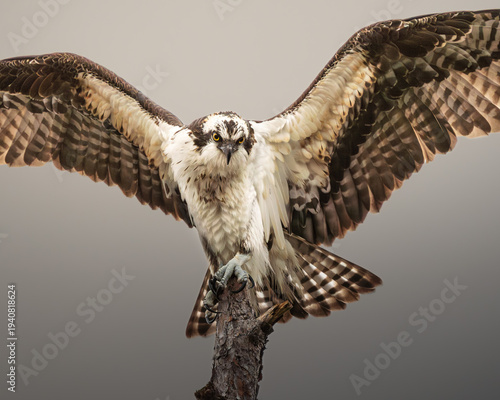 Φωτογραφία An osprey perched on a weathered branch, captured in a quiet moment of rest