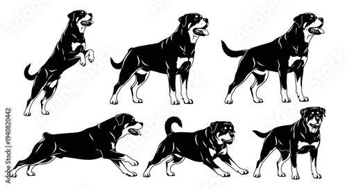 Rottweiler Dog Poses Silhouette Vector Set - Black and White Animal Illustration