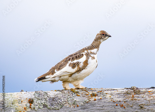 Rock ptarmigan in the beautiful nature of island of Hrisey in Iceland