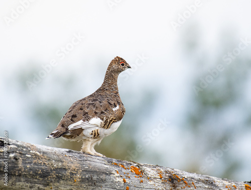 Rock ptarmigan in the beautiful nature of island of Hrisey in Iceland