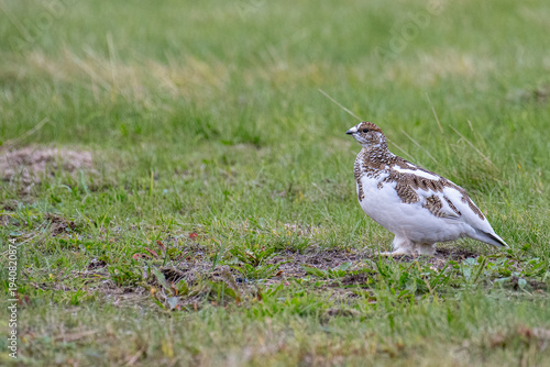 Rock ptarmigan in the beautiful nature of island of Hrisey in Iceland