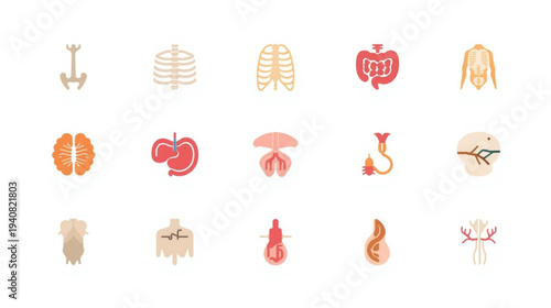 Human body organ illustrations for medical education and health concepts