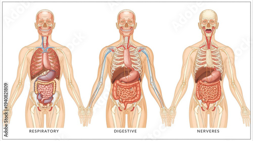 Human body systems illustrated in detailed anatomical diagrams