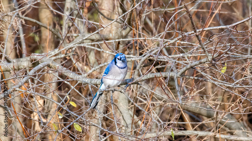 A Blue Jay (Cyanocitta cristata) perched alertly within a dense thicket of bare, tangled branches.