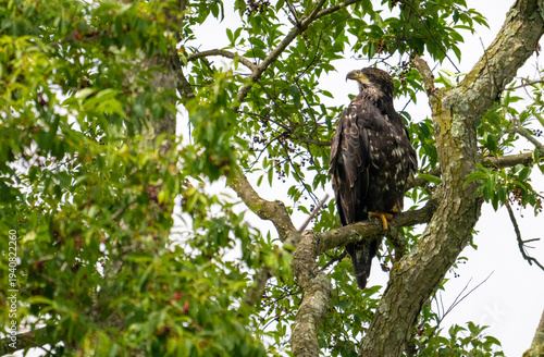 Bald Eagles (Haliaeetus leucocephalus) perched high within the bare, intricate branches of a winter deciduous tree.