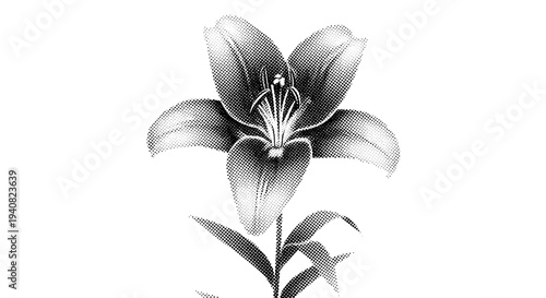 Elegant lily flower illustration vintage botanical line art design