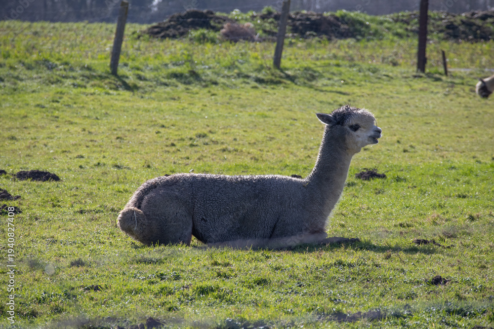 Naklejka premium Alpaca resting in a green grassy field on a sunny day