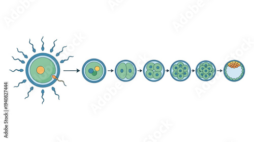 Illustration of Human Fertilization Process Stages in a Simple Vector Format