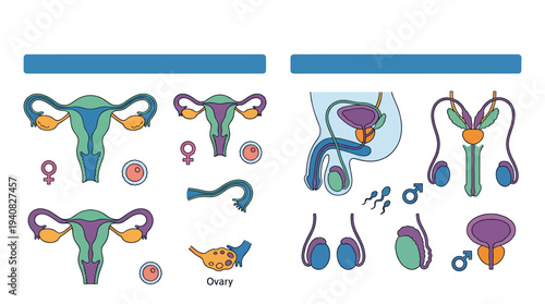 Vector illustration of human reproductive anatomy showcasing female and male organs in a detailed medical diagram