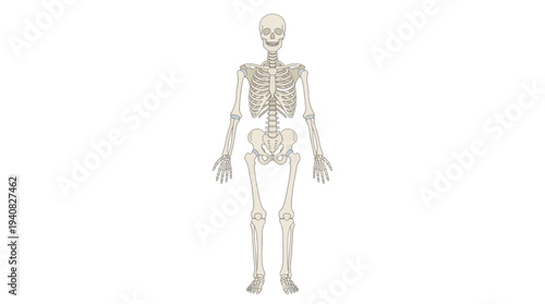 Anatomical illustration of a human skeleton standing alone in a neutral pose against a plain white background