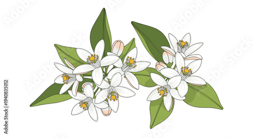 Two clusters of delicate white orange blossoms with yellow stamens and green leaves are beautifully arranged against a plain white background.