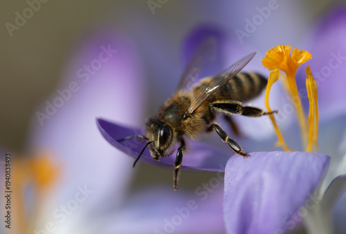 A honeybee flies away from a purple flower.