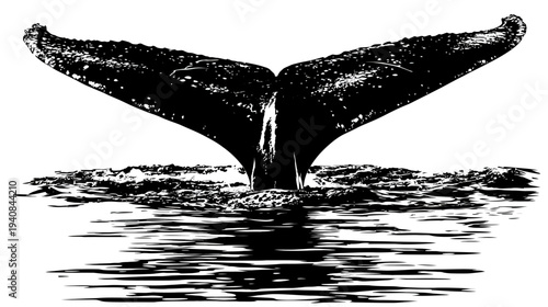A grayscale image showcases the tail of a creature diving into the ocean, with its reflection in the water