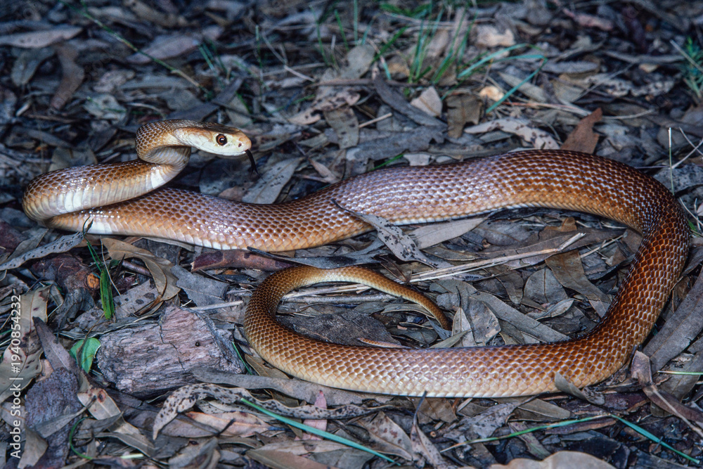 Obraz premium Australian Coastal Taipan