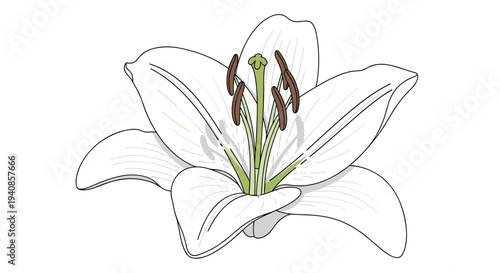 A detailed illustration of a white lily flower featuring elegant petals and distinct stamens in a minimalist style