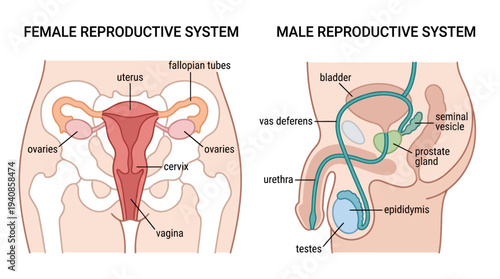 Detailed vector illustration of the human reproductive system anatomy for both male and female