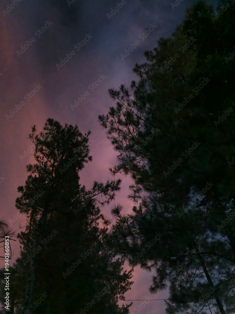 Obraz premium sunset in the forest